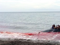 Pilu, Nelayan Tewas Saat Berburu Paus di Lembata