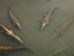 Israel Musnahkan Ratusan Buaya, Berdalih Berpotensi Jadi Senjata Musuh