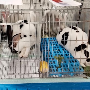 Lebih dari Sekadar Peliharaan, Kelinci Hias Indonesia Kini Jadi Objek Kontes Bergengsi