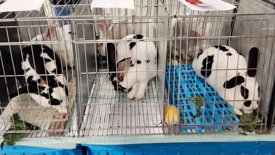 INDRC (IndonesianNDRabbitClub) kontes