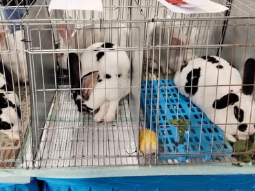 Lebih dari Sekadar Peliharaan, Kelinci Hias Indonesia Kini Jadi Objek Kontes Bergengsi