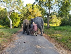 Kawal, Rencana Kemenhut Bangun Koridor Gajah di Bentang Seblat