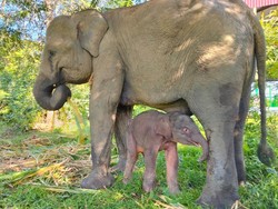 Prabowo Mau Selamatkan Gajah Terancam Punah Lewat Inpres