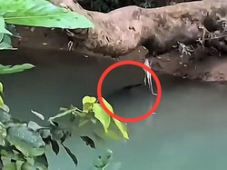 Buaya 3 Meter Muncul di Sungai Pasang Bone Bikin Warga Ketakutan