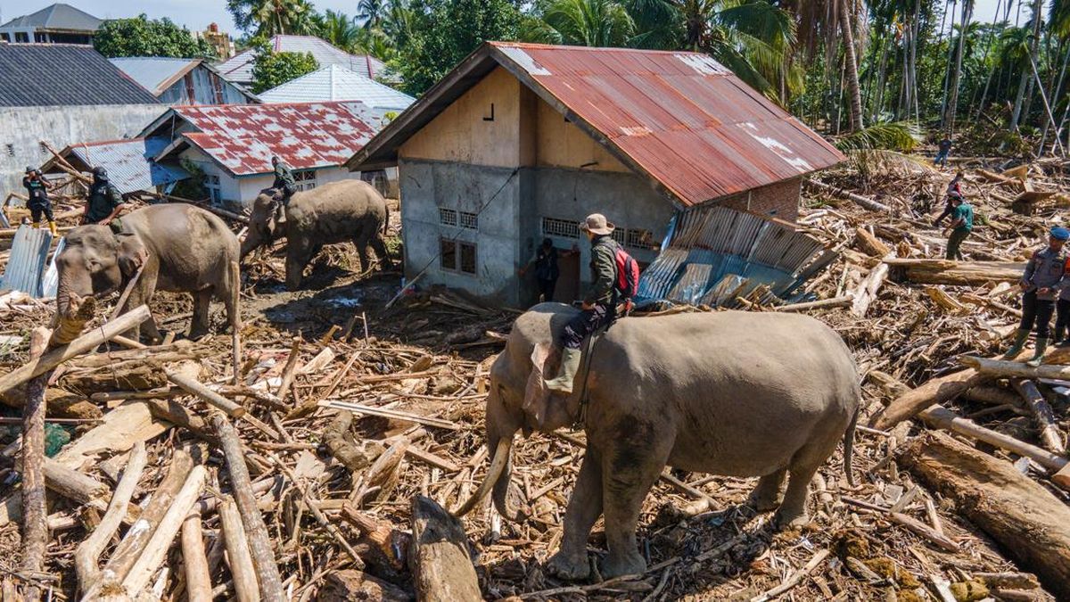 Gajah-gajah Dikerahkan Bantu Bersihkan Puing Kayu Pascabanjir Aceh