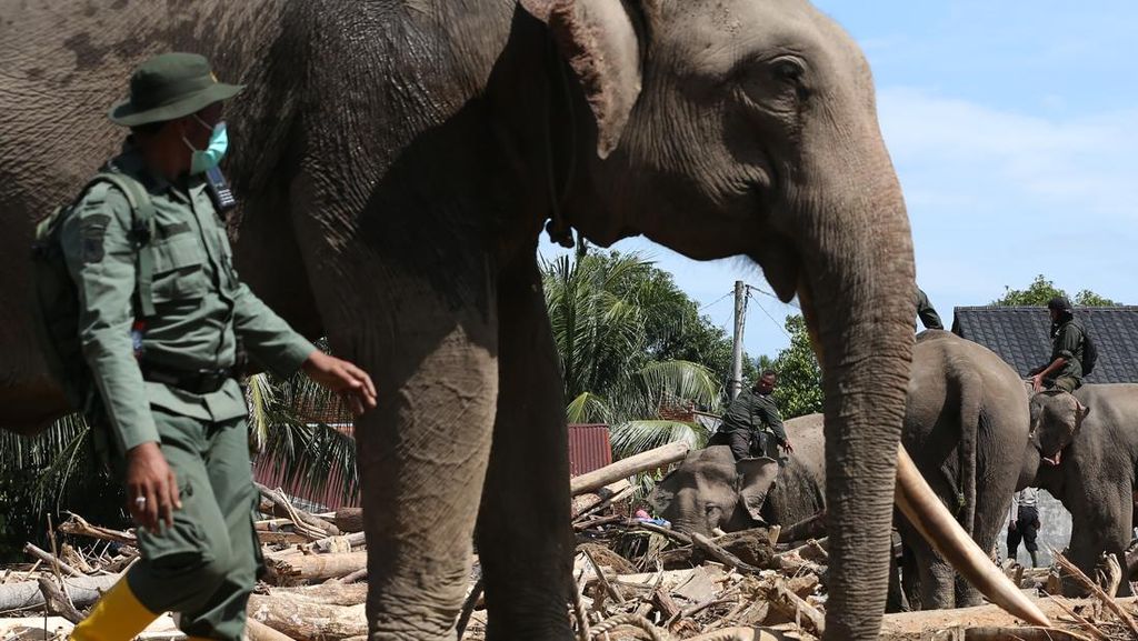 Gandeng India, Kemenhut Bakal Revitalisasi RS Gajah di Sumatra