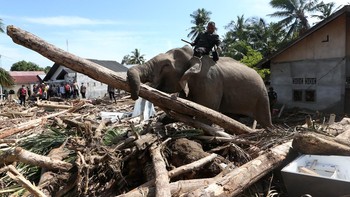 FOTO: Gajah-gajah Dikerahkan Bersihkan Gelondongan Kayu Banjir Aceh