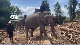 Momen Empat Gajah Bantu Bersihkan Puing-puing Kayu Banjir Aceh