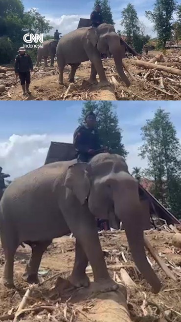 Momen Empat Gajah Bantu Bersihkan Puing-puing Kayu Banjir Aceh