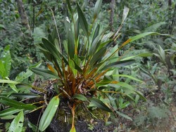 Anggrek Emas Papua, Bukan Sekadar Tanaman Hias, tapi Warisan Leluhur Suku Mee