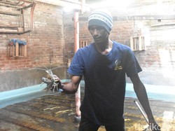 7 Warga Sidoarjo Sulap Rumah Jadi Tempat Budidaya Lobster