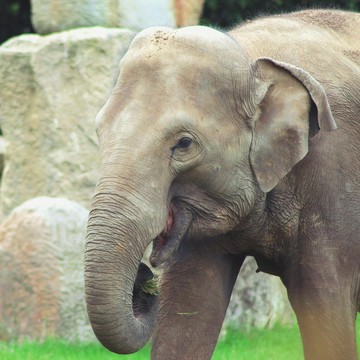 Bukan Alat Berat, 4 Gajah Didatangkan untuk Bantu Bersihkan Puing Kayu Akibat Banjir