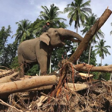 Miss Earth 2019 Lirabica Kecam Penggunaan Gajah untuk Bersihkan Kayu Gelondongan di Aceh