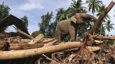 Miss Earth 2019 Lirabica Kecam Penggunaan Gajah untuk Bersihkan Kayu Gelondongan di Aceh