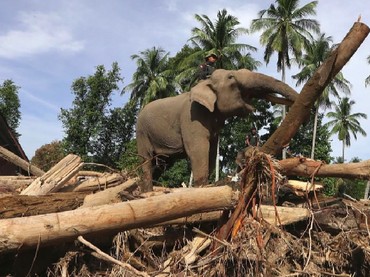 Miss Earth 2019 Lirabica Kecam Penggunaan Gajah untuk Bersihkan Kayu Gelondongan di Aceh