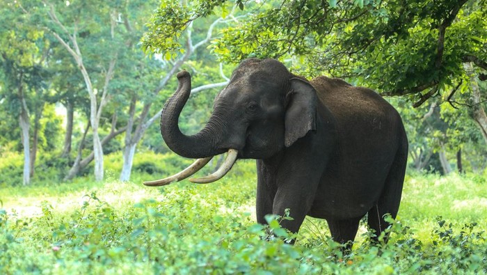 Gajah dihadirkan untuk bantu membersihkan puing kayu akibat banjir di Aceh. Eksploitasi ini menuai kontroversi.