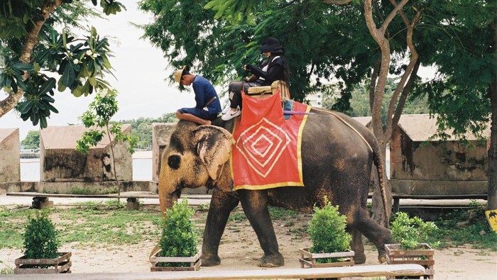 Gajah terkadang digunakan untuk menarik wisatawan lewat atraksi menunggangi gajah. Namun praktik ini sebenarnya tidak baik karena dapat merusak fisik gajah.