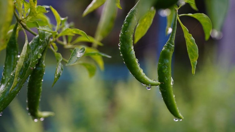 Close-up of green chilies on chili plant after rain
