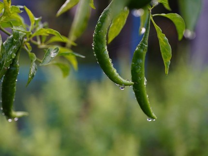 5 Sayuran yang Tumbuh Subur Selama Musim Hujan