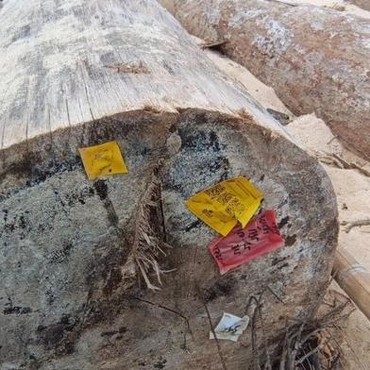 Kayu Gelondongan yang Terdampar di Lampung Ternyata Berlabel Kemenhut