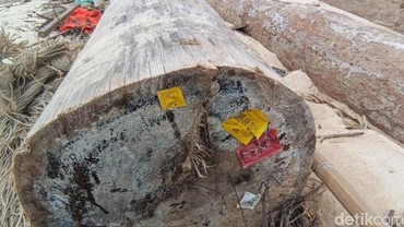 Kayu Gelondongan yang Terdampar di Lampung Ternyata Berlabel Kemenhut