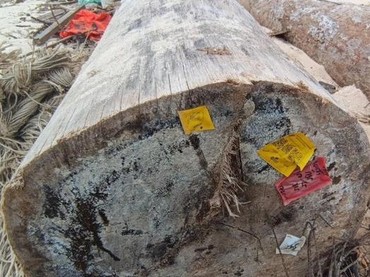 Kayu Gelondongan yang Terdampar di Lampung Ternyata Berlabel Kemenhut