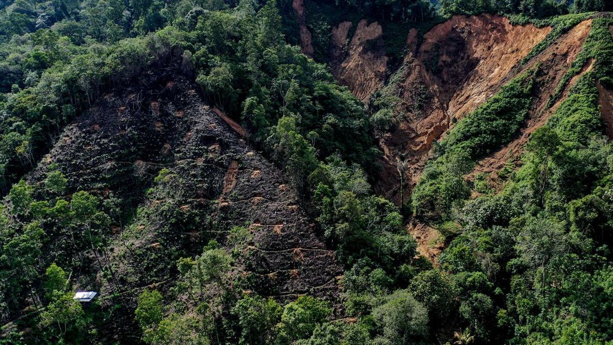 Satgas PKH Tagih Denda Triliunan ke 71 Perusahaan Sawit-Tambang