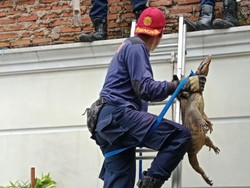 Ada Biawak Masuk Rumah Habib di Ciamis, Begini Akhirnya