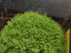 Tumbuhan Ekstrem! Si Hijau Mungil Ini Bisa Tahan 9 Bulan di Luar Angkasa