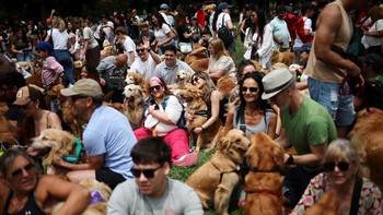 FOTO: Golden Retriever Kumpul di Taman Argentina Pecahkan Rekor Dunia