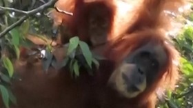 Usai Banjir dan Longsor Tapanuli, Orangutan Tak Lagi Terlihat