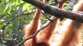 Usai Banjir dan Longsor Tapanuli, Orangutan Tak Lagi Terlihat