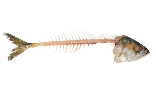 Tulang ikan tersangkut di tenggorokan? Ini 8 cara aman dan praktis yang bisa kamu coba sebelum pergi ke dokter.