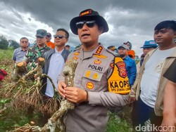 Polisi Tangkap 6 Perusak Kebun Teh Pangalengan, Ada Pemodal-Mandor