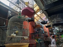 Pasar Burung Bratang: Dulu Jadi Terbesar, Kini Tinggal Segelintir Pedagang