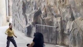 Detik-detik Beruang Serang Pawang Saat Pertunjukan Sirkus di China