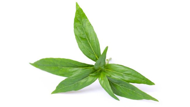 Daun sambiloto (Andrographis paniculata) lama dikenal sebagai tanaman obat dengan beragam khasiat bagi kesehatan.