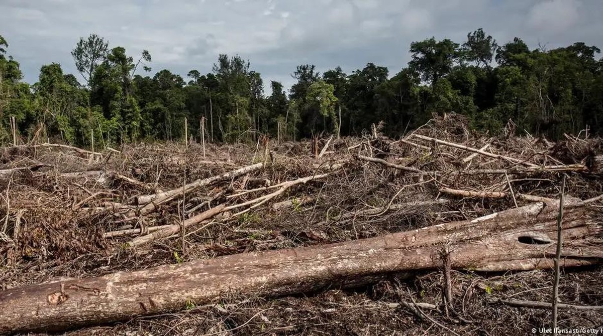 Pelaku Perusakan Hutan Dihukum Mati