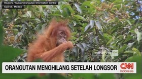 VIDEO: Orang Utan Menghilang Usai Banjir Bandang & Longsor di Sumatra