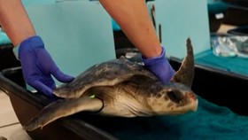 Puluhan Penyu Laut Terancam Punah Direhabilitasi saat Musim Dingin