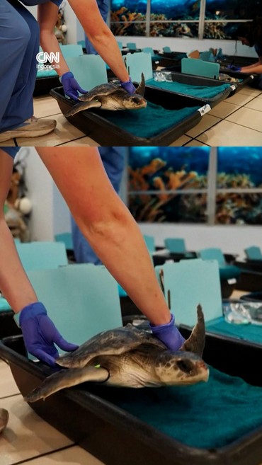 Puluhan Penyu Laut Terancam Punah Direhabilitasi saat Musim Dingin