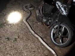 Ular Piton 5 Meter Mangsa Kambing Warga di Muna Barat, Langsung Mati Ditebas