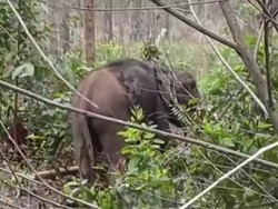 Video: Momen Menegangkan Balai Besar KSDA Riau Selamatkan Anak Gajah Kena Jerat