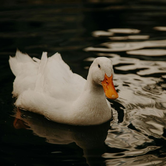 Jika kamu melihat gambar bebek pertama kali, kamu cenderung orang yang memiliki semangat belajar yang tinggi