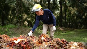 Kebun Tanah Putih, Mutiara PTPN IV Regional III