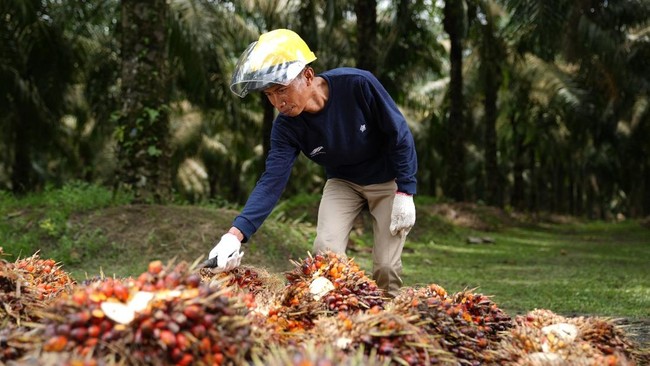 Kebun Tanah Putih kerap dianggap sebelah mata karena produksinya selalu di bawah rata-rata, tapi kini menjelma sebagai kekuatan baru di PTPN IV Regional III.