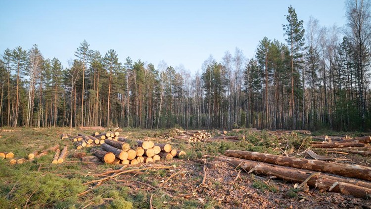Ilustrasi penebangan pohon