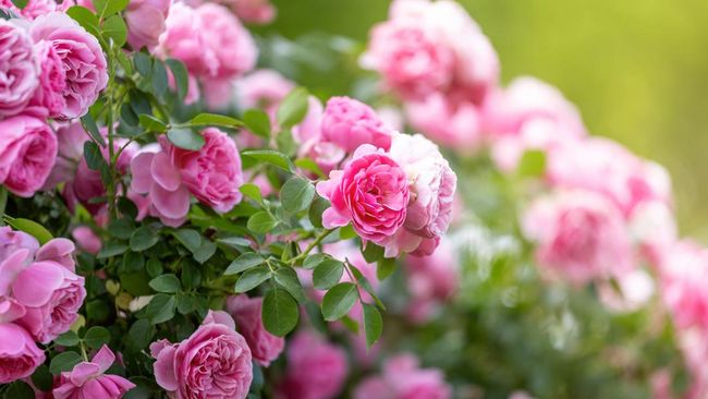 7 Cara Menanam dan Merawat Bunga Mawar agar Tidak Cepat Mati