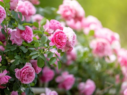 7 Cara Menanam dan Merawat Bunga Mawar agar Tidak Cepat Mati