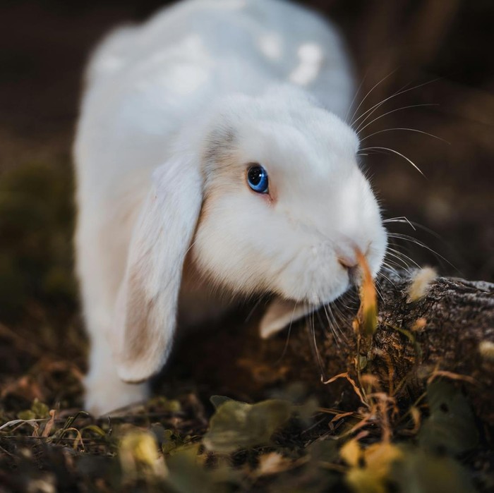 Jika kamu melihat gambar kelinci pertama kali, kamu merupakan tipe orang yang menjadi pusat perhatian di pesta dan termasuk dalam kategori orang yang penuh energi dan pesona. Kamu juga tipe orang dengan sifat yang cenderung santai.